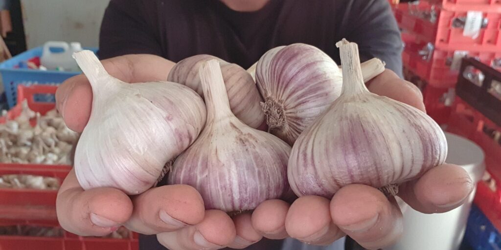 Garlic Kingdom