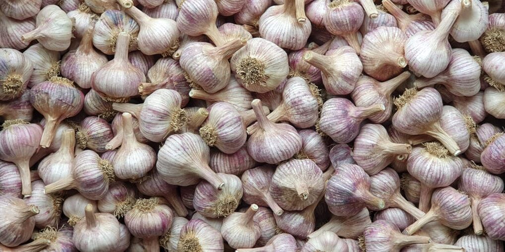 Franklin River Garlic loose garlic bulbs